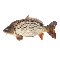 Карп живой свежий