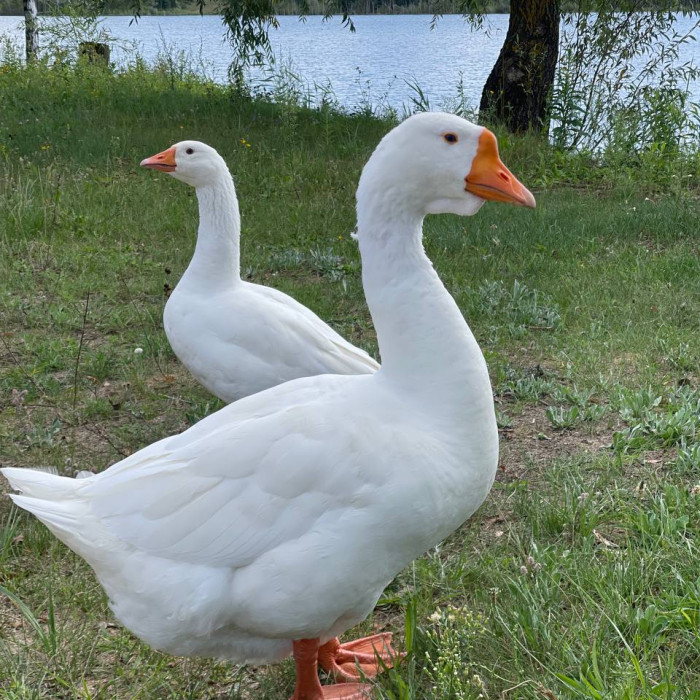 Отдых на природе в Гомеле 