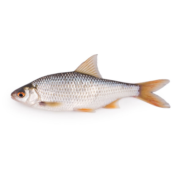 Плотва живая свежая купить в Гомеле