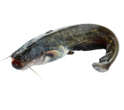 Свежая рыба