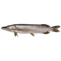 Щука свежая