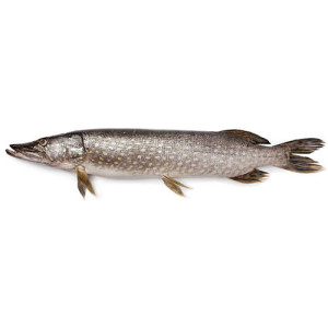 Щука свежая