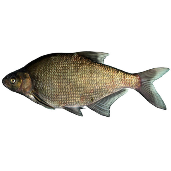 Лещ живой свежий купить в Гомеле