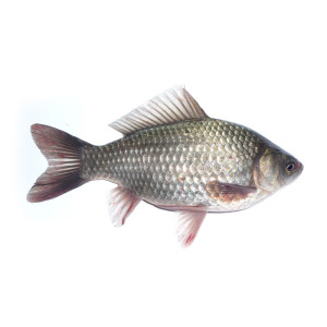 Карась свежий