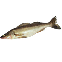 Судак свежий