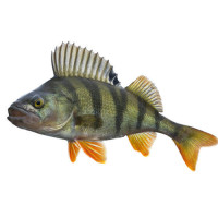 Окунь свежий