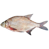 Густера свежая