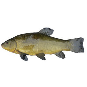 Линь свежий